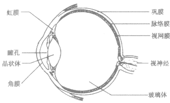 眼睛結構